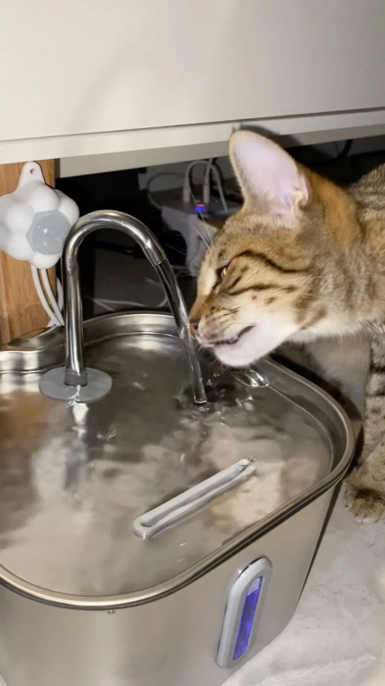 A buyer's cat drinking
