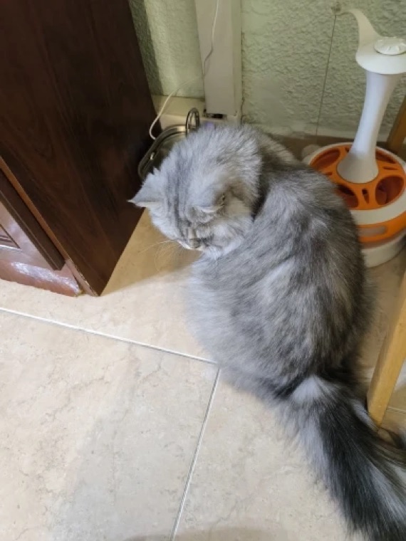 Buyer photo — cat beside the fountain